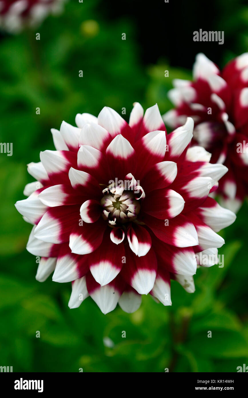 Rot, Wei, Dahlie, Blume, Blumen, Blte, mehrjhrig, Knolle, RM Floral  Stockfotografie - Alamy