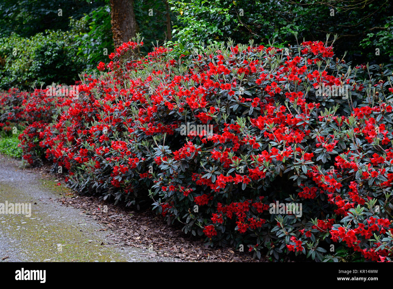 Rot Bluhende Straucher Stockfotos Rot Bluhende Straucher Bilder