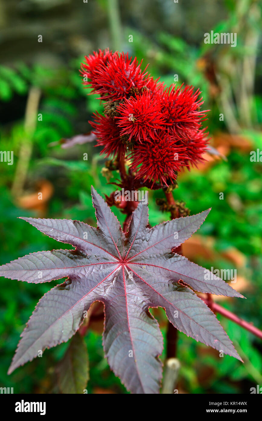 Ricinus Communis Dunkle Blatter Laub Rot Blume Blumen Blute Rizinus Giftigen Giftigen Exotisch Garten Rm Floral Stockfotografie Alamy