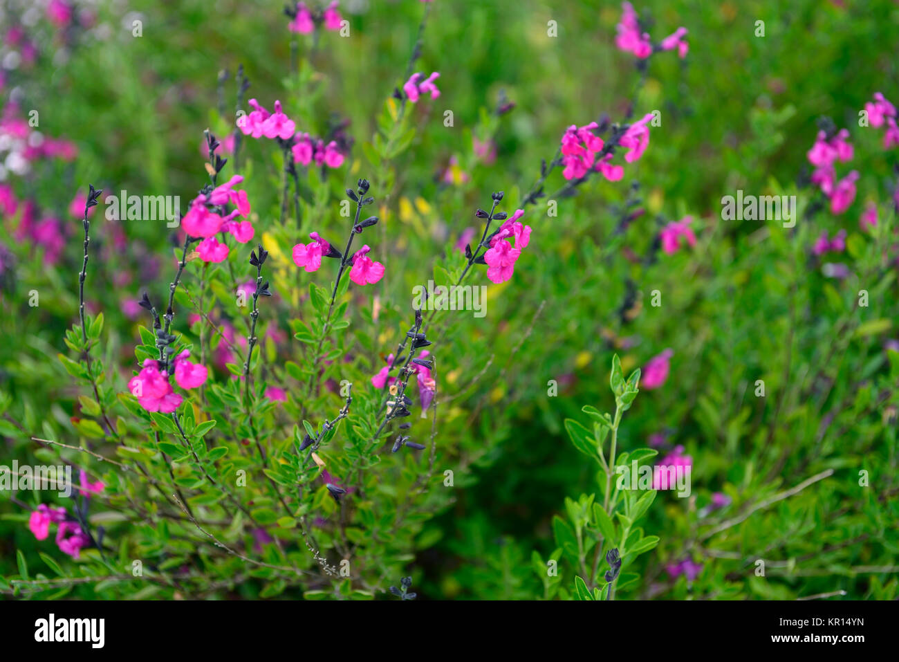 Salvia × vulgare Himbeere Royale, salvias, Salbei, Weisen, duftende, Laub, Blätter, Rosa, Blume, Blumen, Blüte, RM Floral Stockfoto