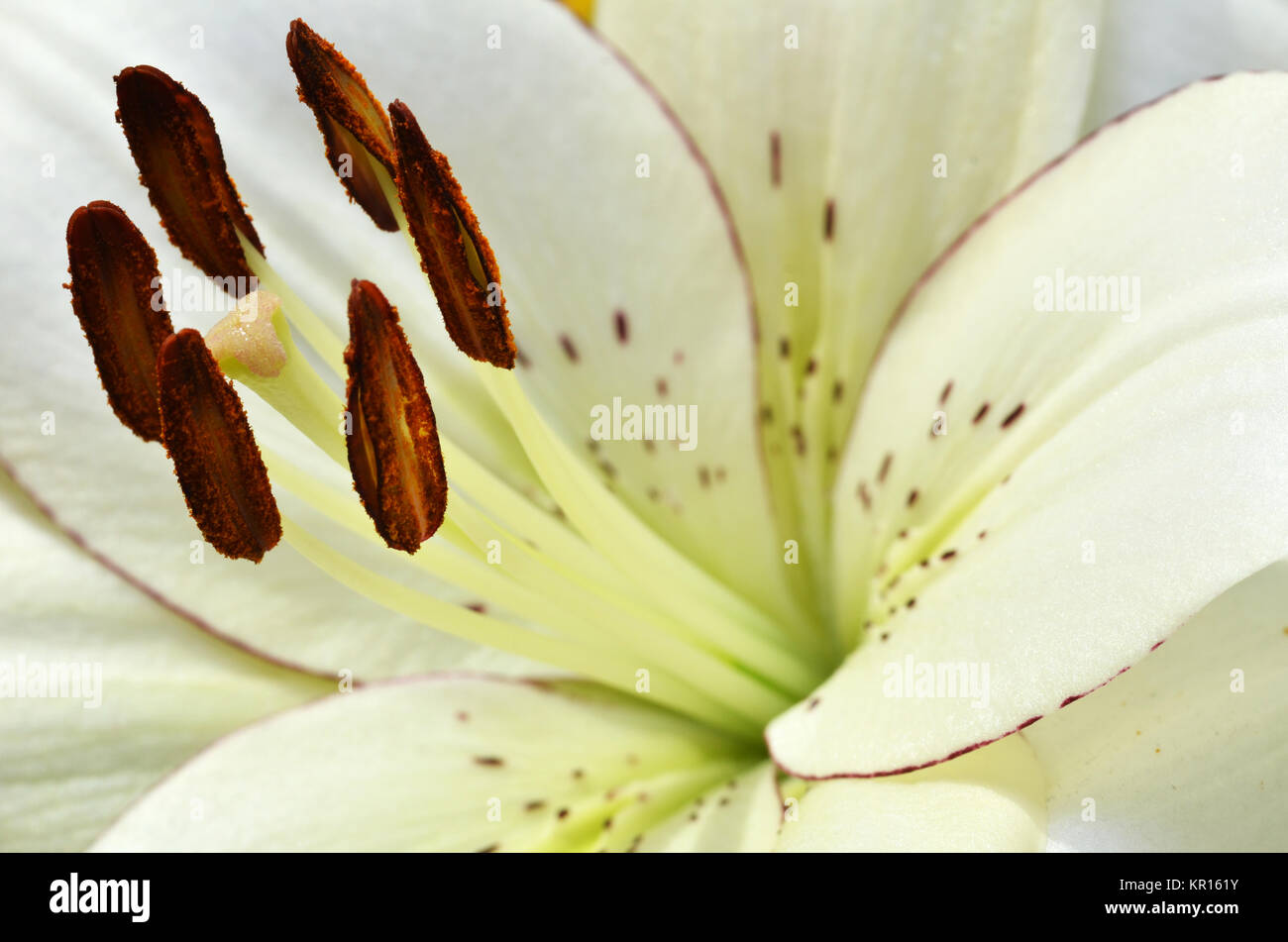 Lilie wächst im Garten Stockfotografie Alamy