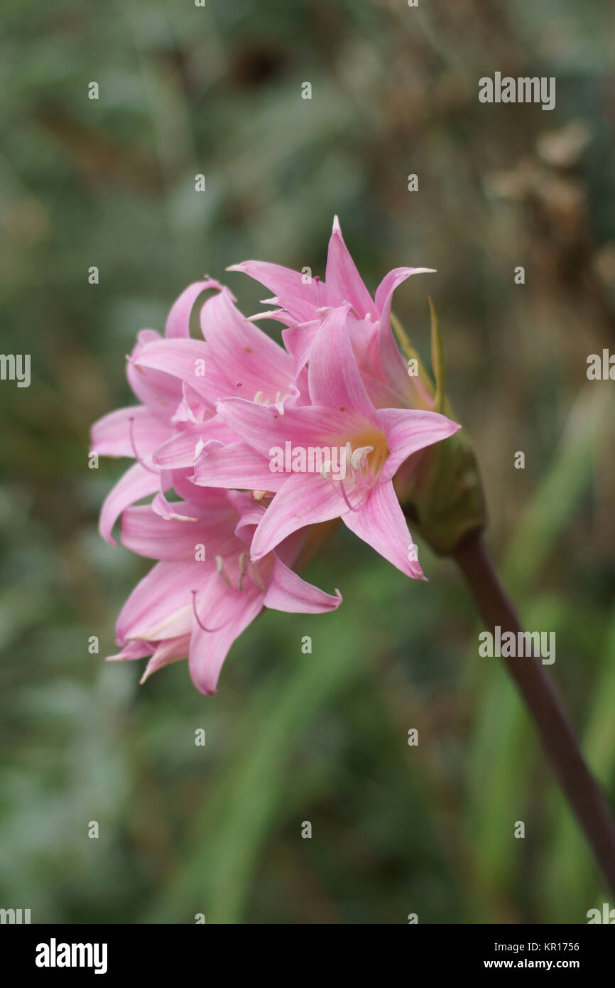 Amaryllis belladonna Stockfoto