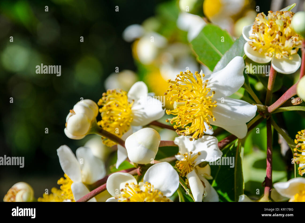 Calophyllum inophyllum weißen Blumen der Stockfoto