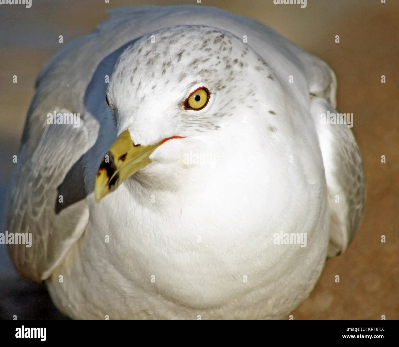 Nahaufnahme der Ring-Billed Möwe mit seinen markanten Schnabel und gelbe Augen Stockfoto