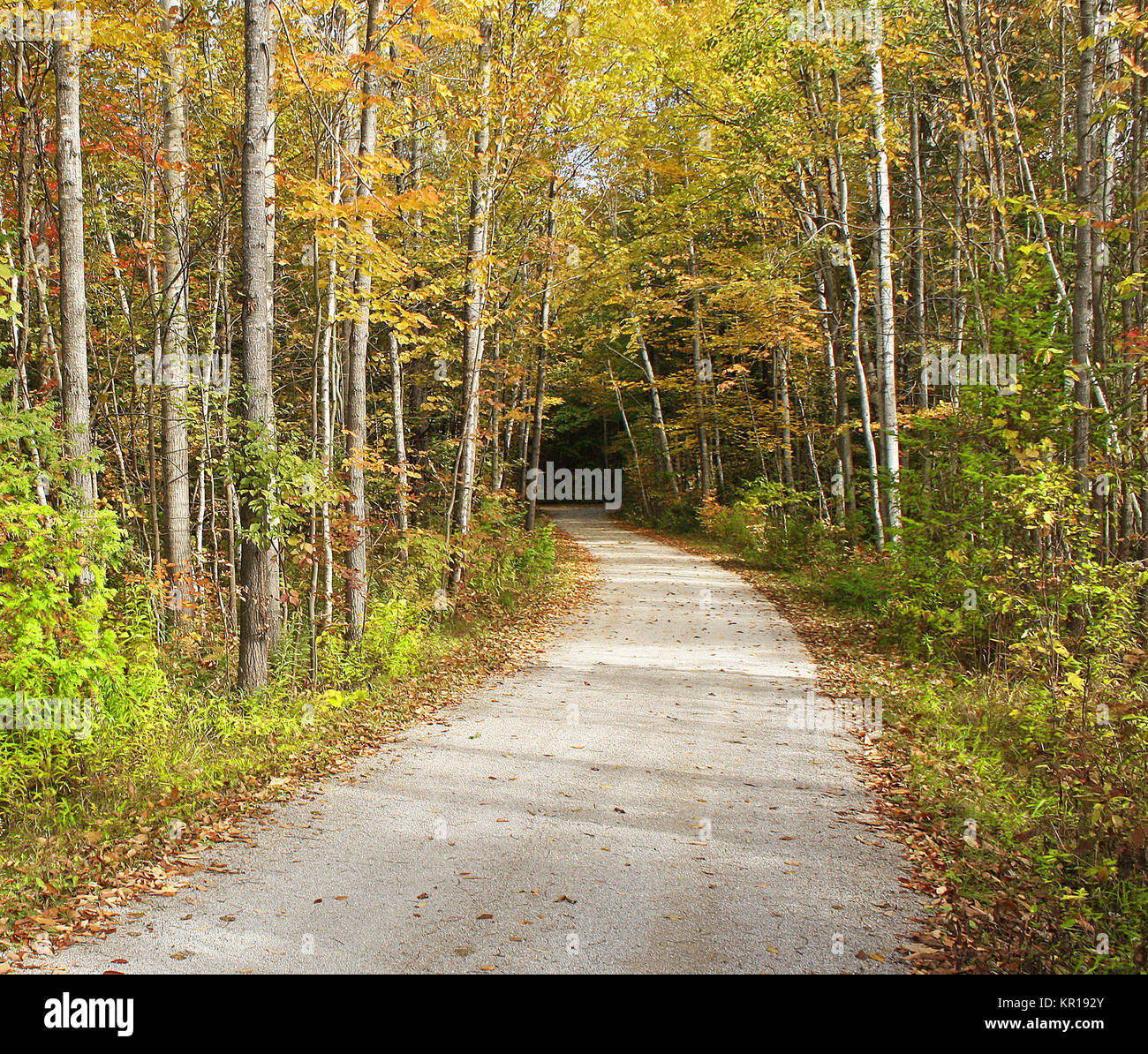 Secluding Wanderweg in den Wald führt. Schöne Bäume im Herbst Farben von Gold und Grün Stockfoto