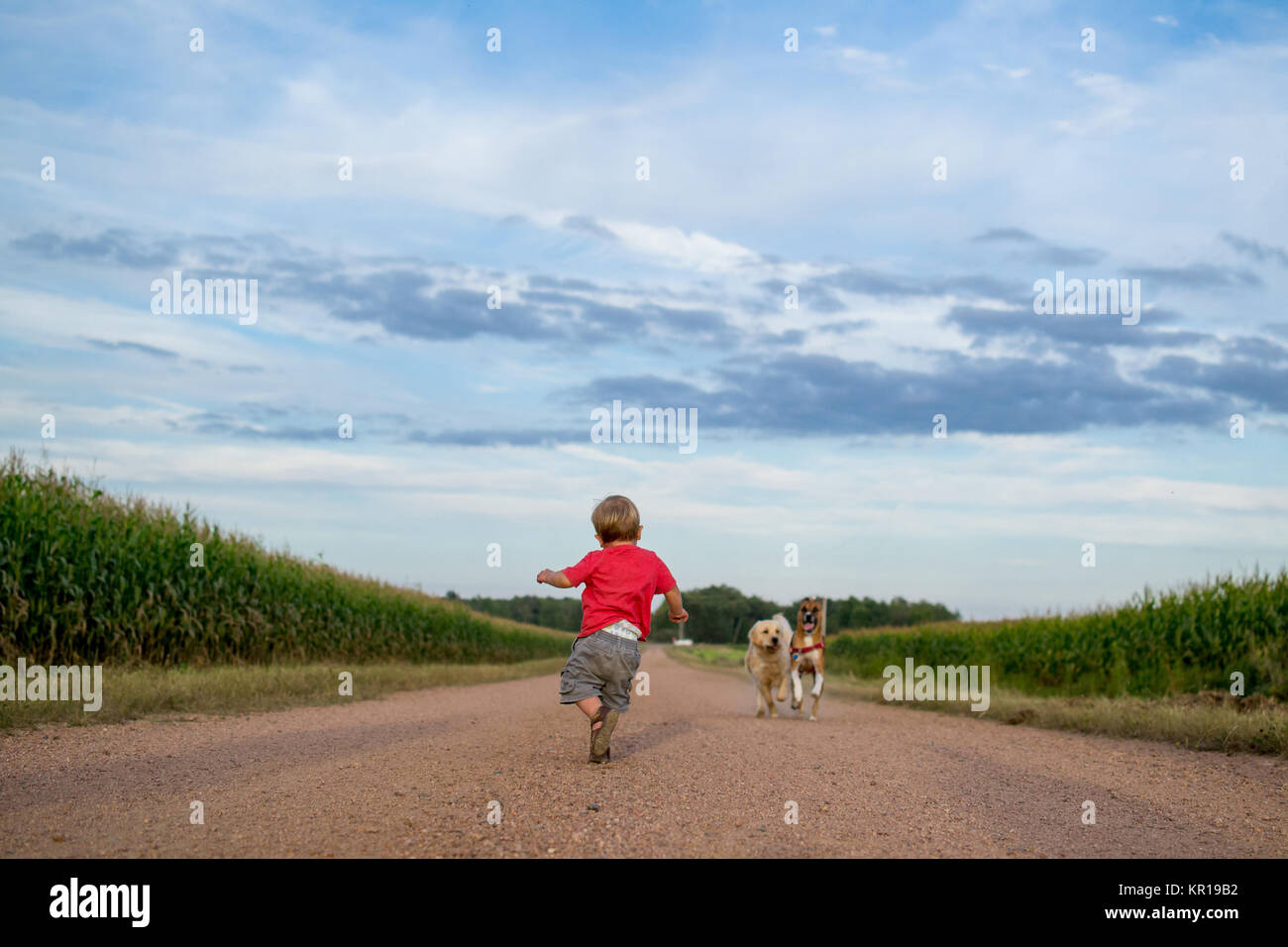 Kleinkind laufen über eine Landstraße mit einem Golden Retriever Hund Stockfoto