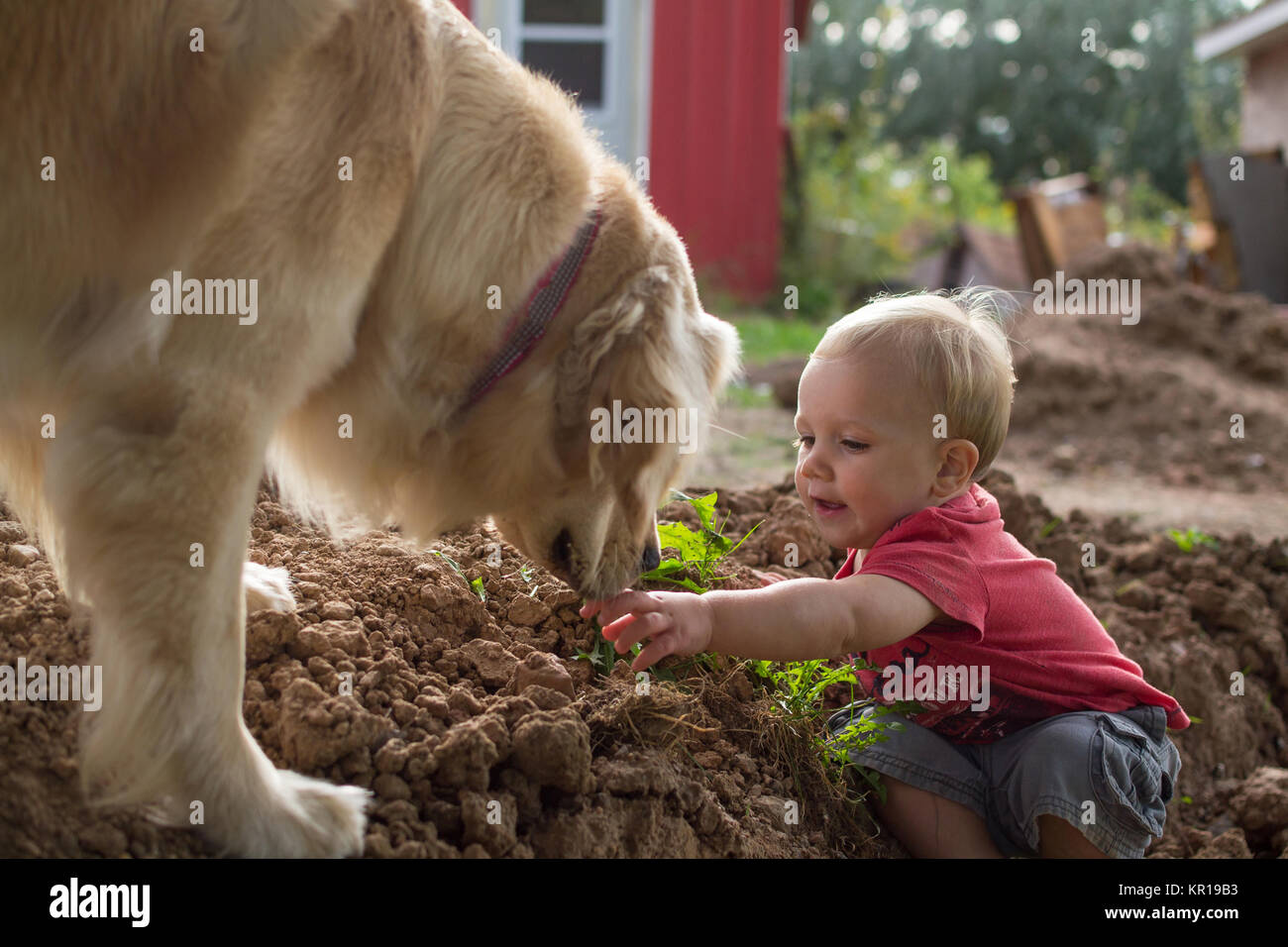 Kleinkind sitzt im Garten spielen mit Golden Retriever Hund Stockfoto
