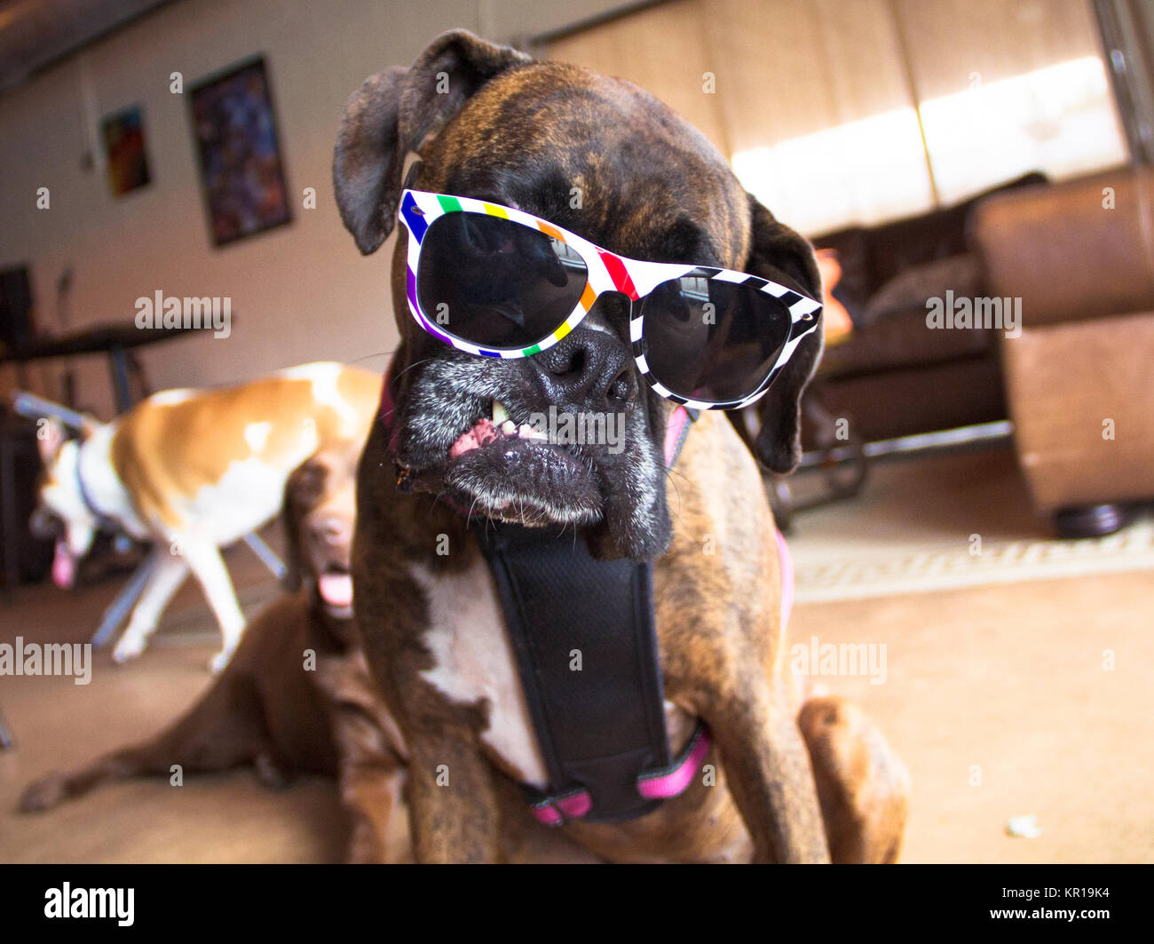 Boxer Dog Sonnenbrille tragen Stockfoto