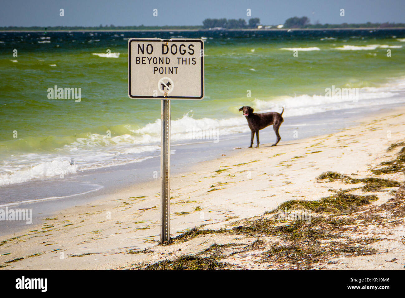 Hund am Strand neben einem keine Hunde über diesen Punkt Zeichen, Fort de Soto, Florida, USA Stockfoto