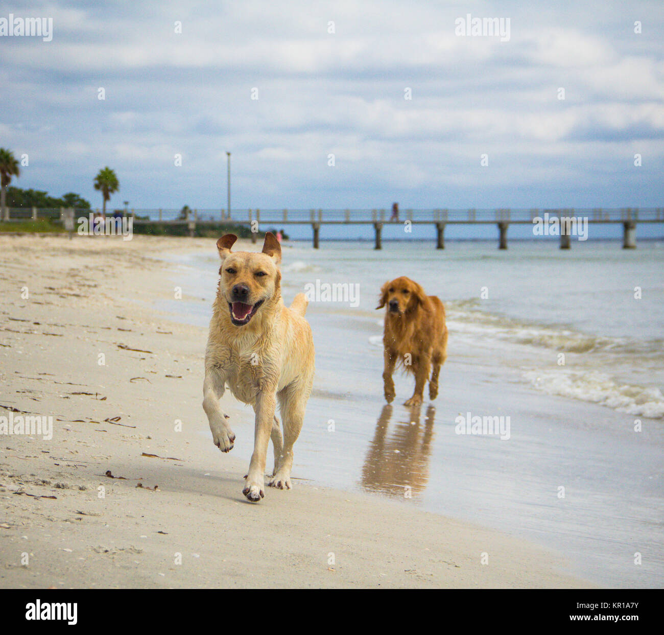 Labrador Retriever und Golden Retriever Hunde laufen entlang Strand, Fort de Soto, Florida, USA Stockfoto