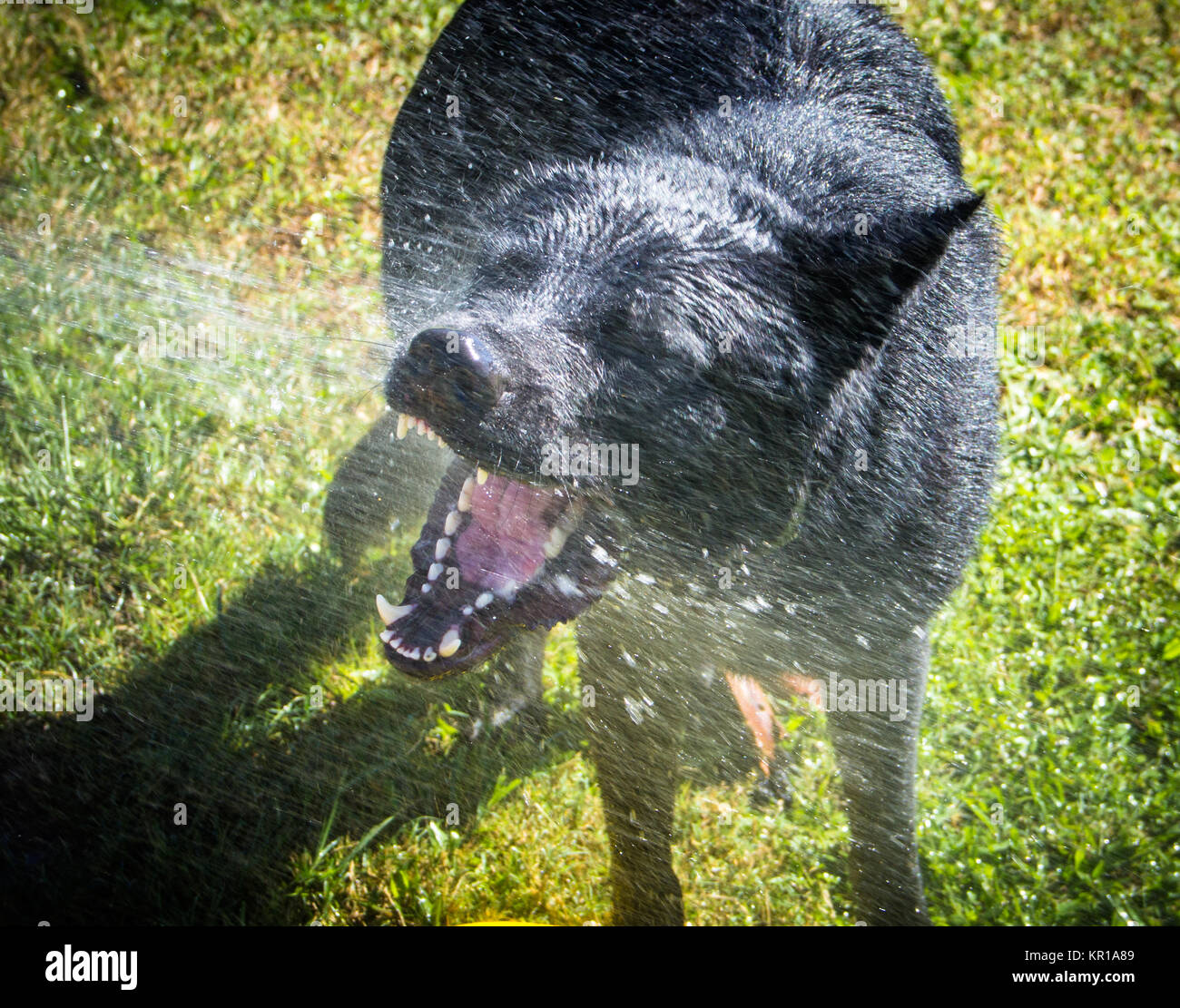 Deutscher Schäferhund Trinkwasser aus einem Wasserschlauch Stockfoto
