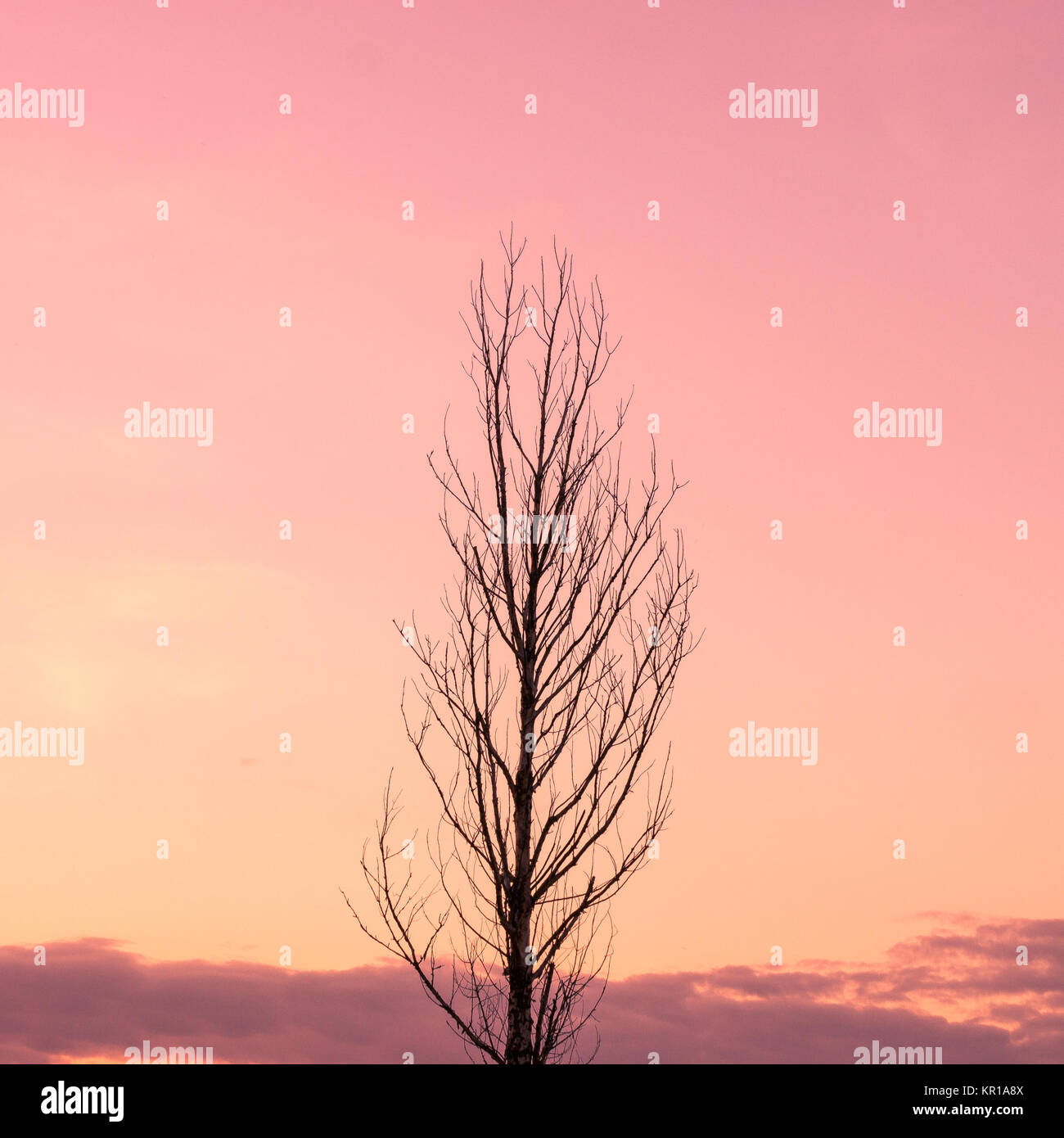 Treetop gegen einen rosa Himmel Stockfoto