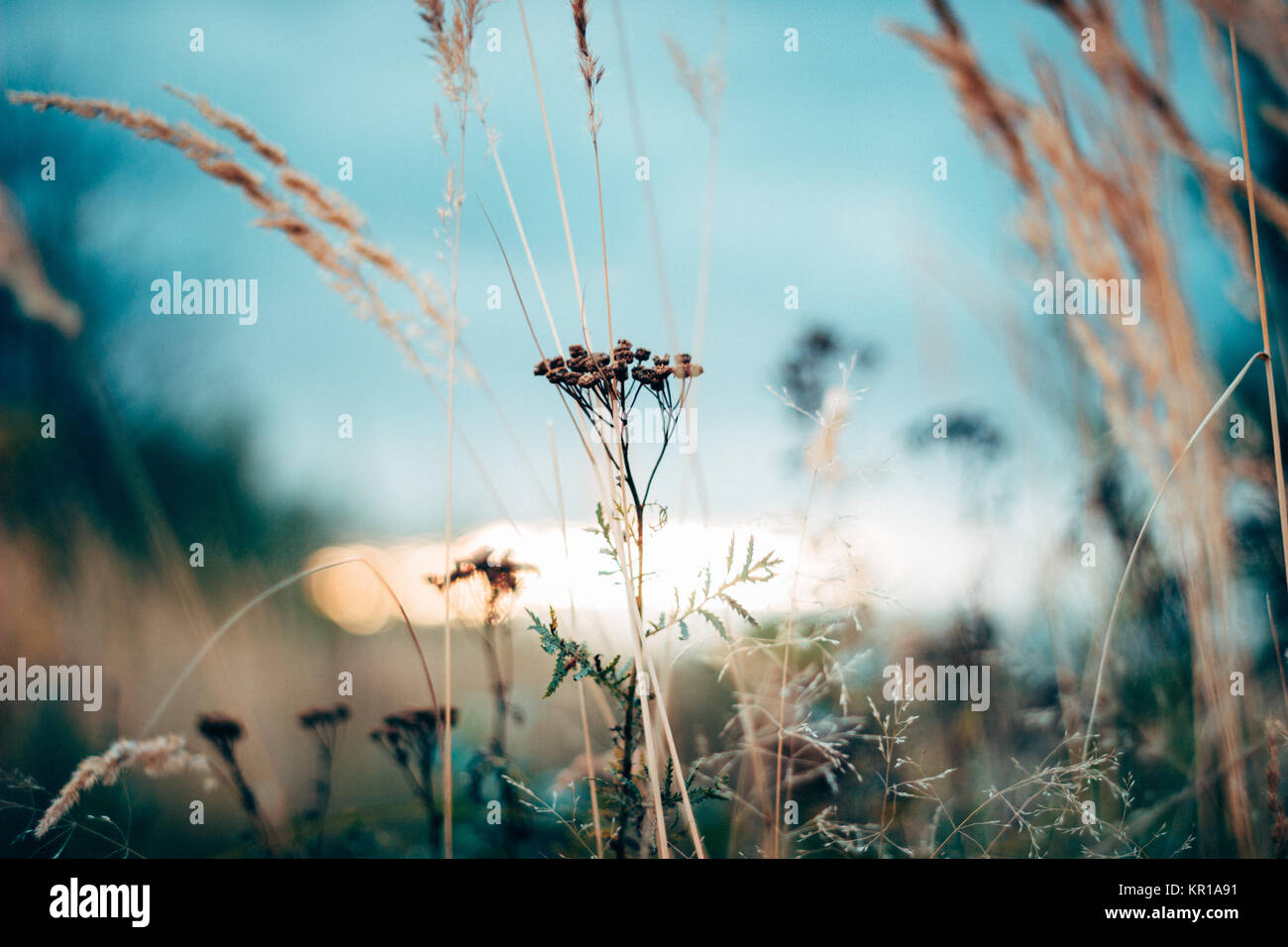 In der Nähe von Gräsern und Blumen Stockfoto