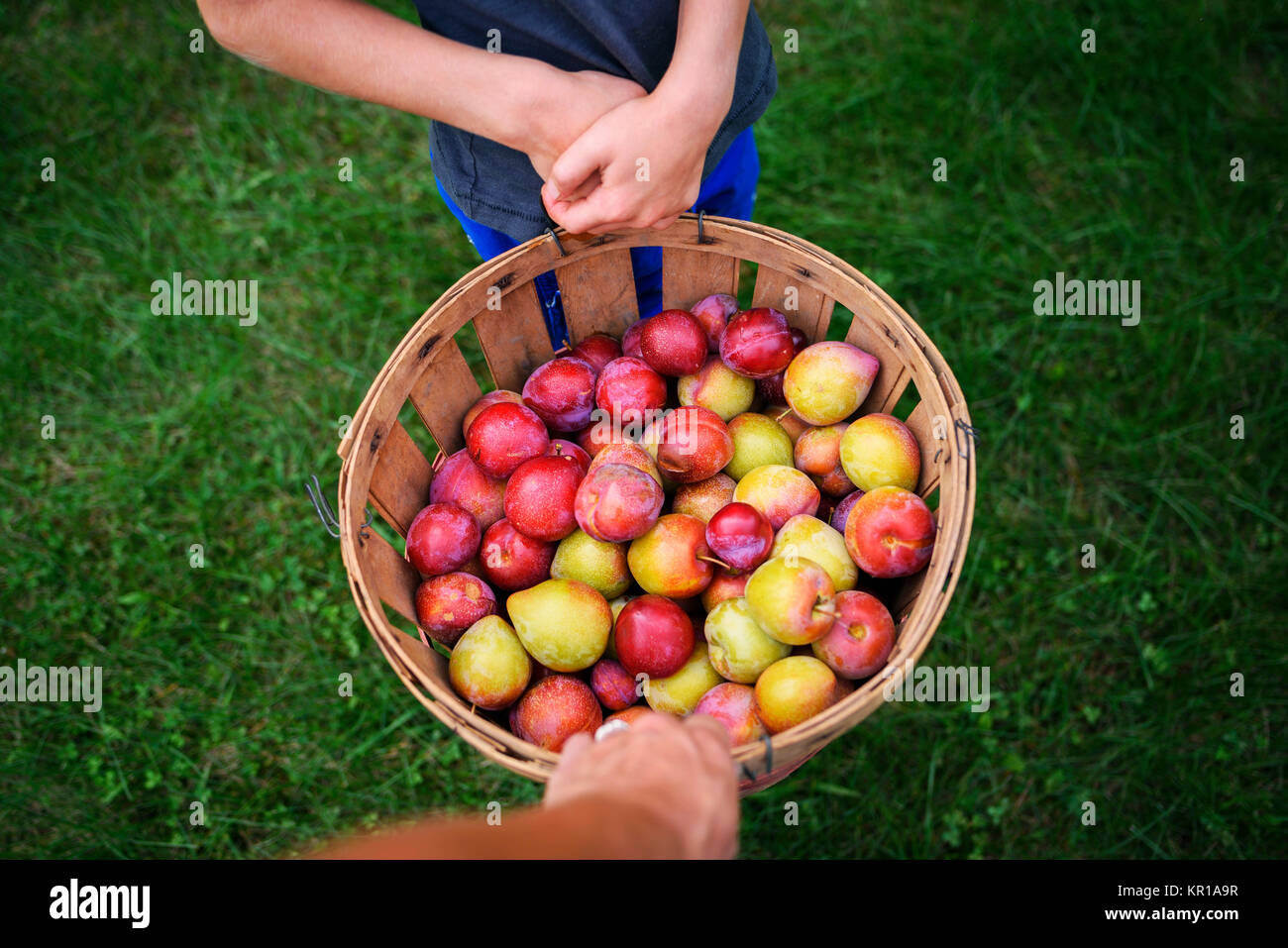 Mutter und Sohn, die frisch geernteten Pflaumen Stockfoto