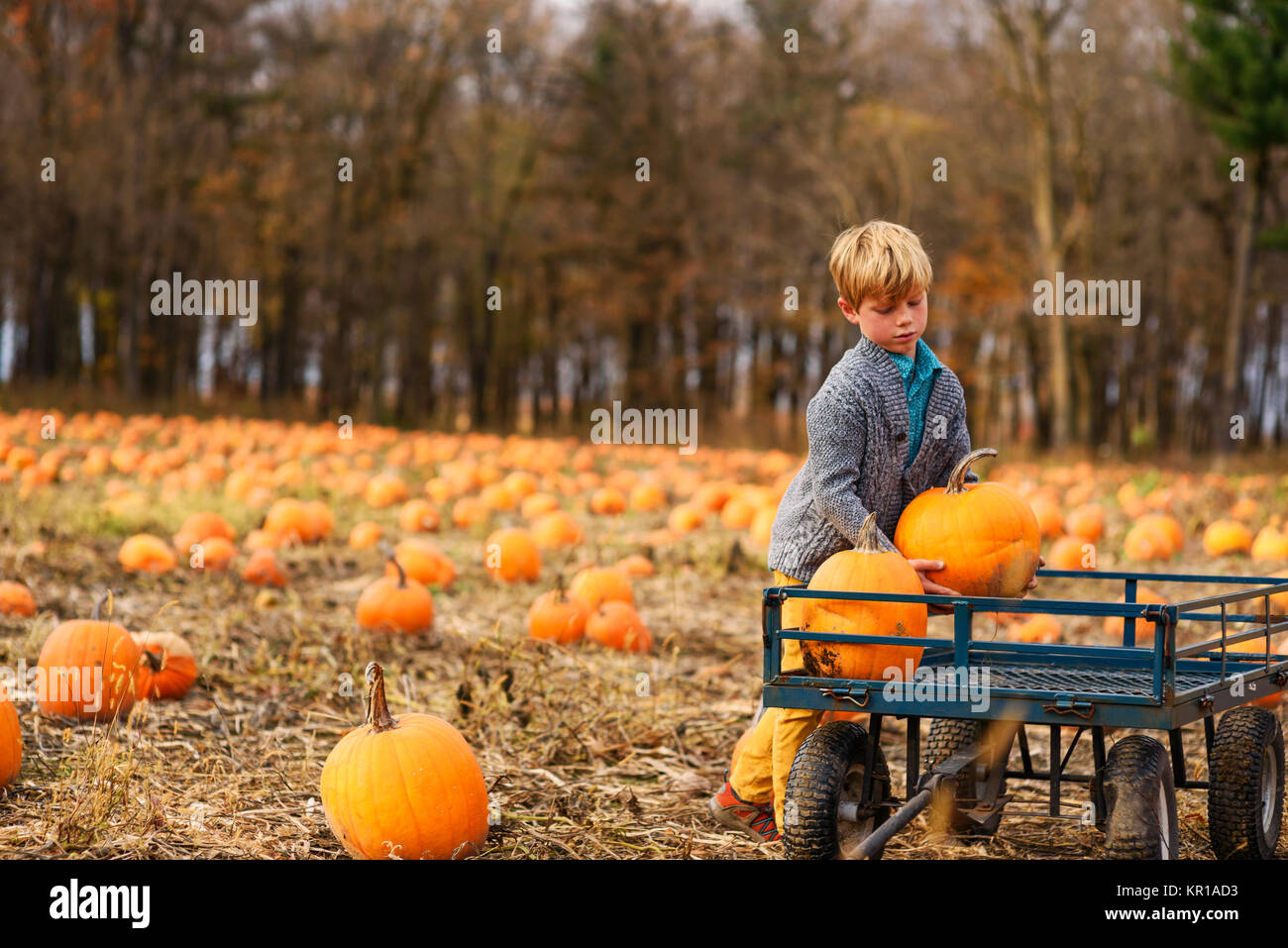 Junge in einer Pumpkin Patch Kürbisse laden in einem Wagen Stockfoto