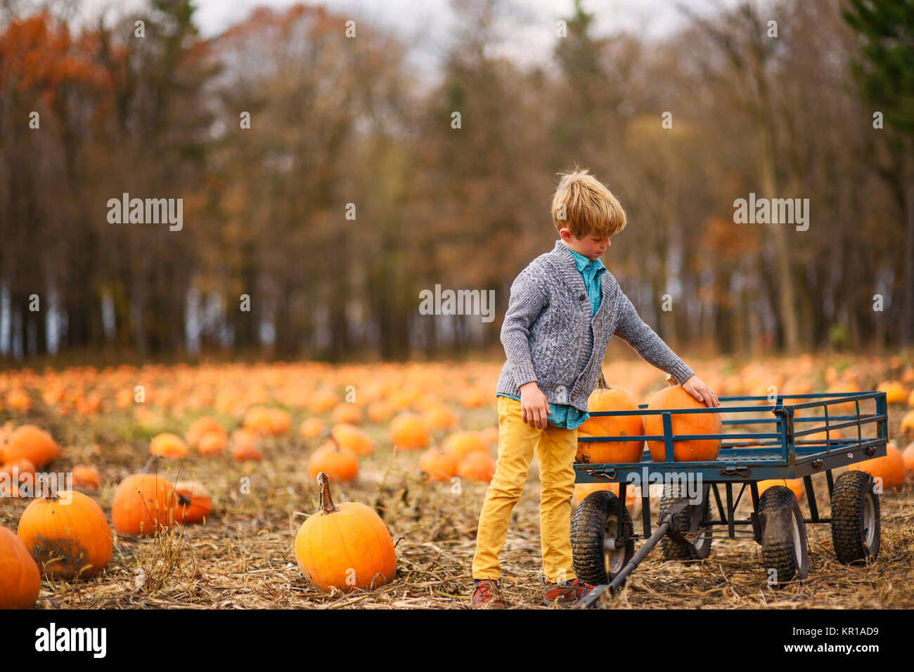 Junge in einem Kürbis Pumpkin Patch laden in einem Wagen Stockfoto