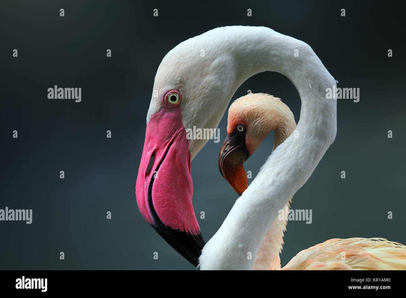 Porträt von zwei Flamingos Stockfoto