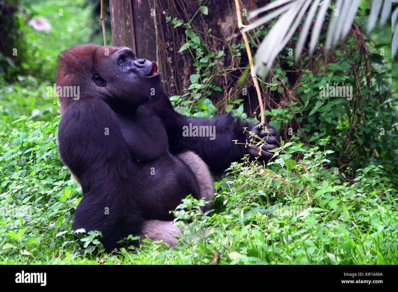 Porträt eines silbernen Gorilla im Dschungel, Ruanda Stockfoto
