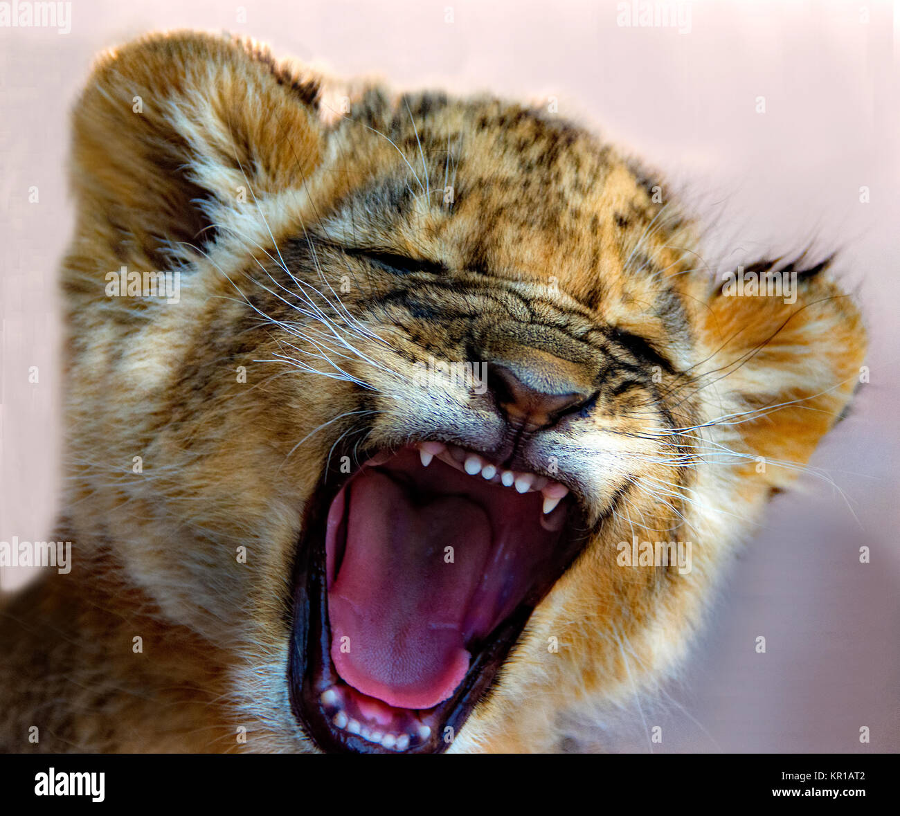 Lion cub Brüllen, Südafrika Stockfoto