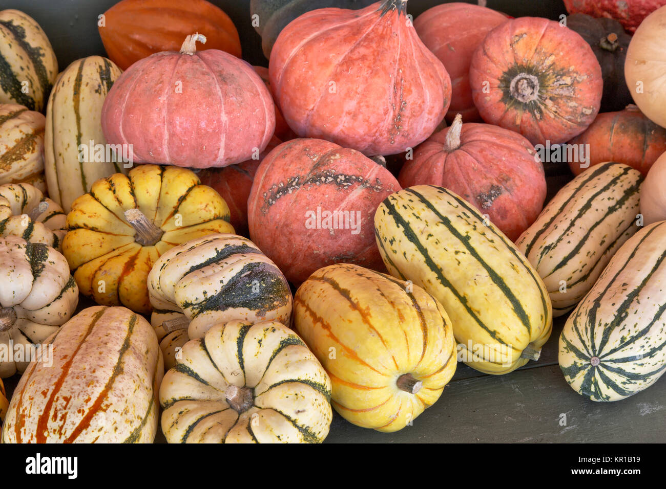 Mehrere Sorten von Geernteten Winter Squash, Karneval, Sweet Dumpling, Gold Nugget & Delicata "Cucurbita pepo". Stockfoto