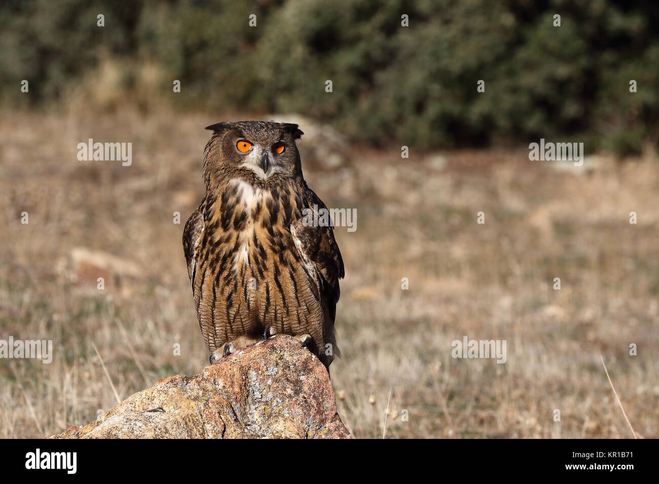 Uhu zwischen den Felsen Stockfoto