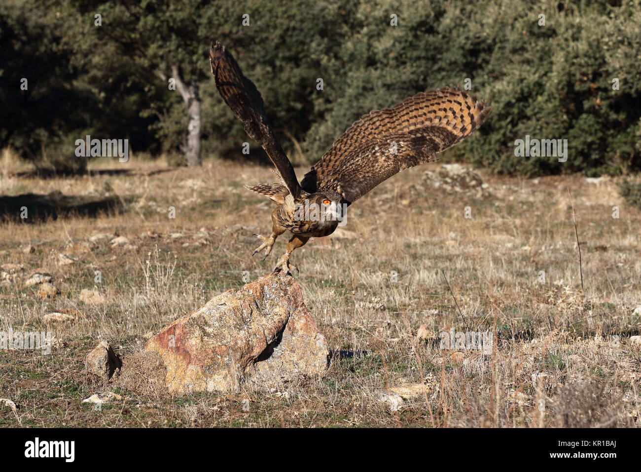 Uhu zwischen den Felsen Stockfoto