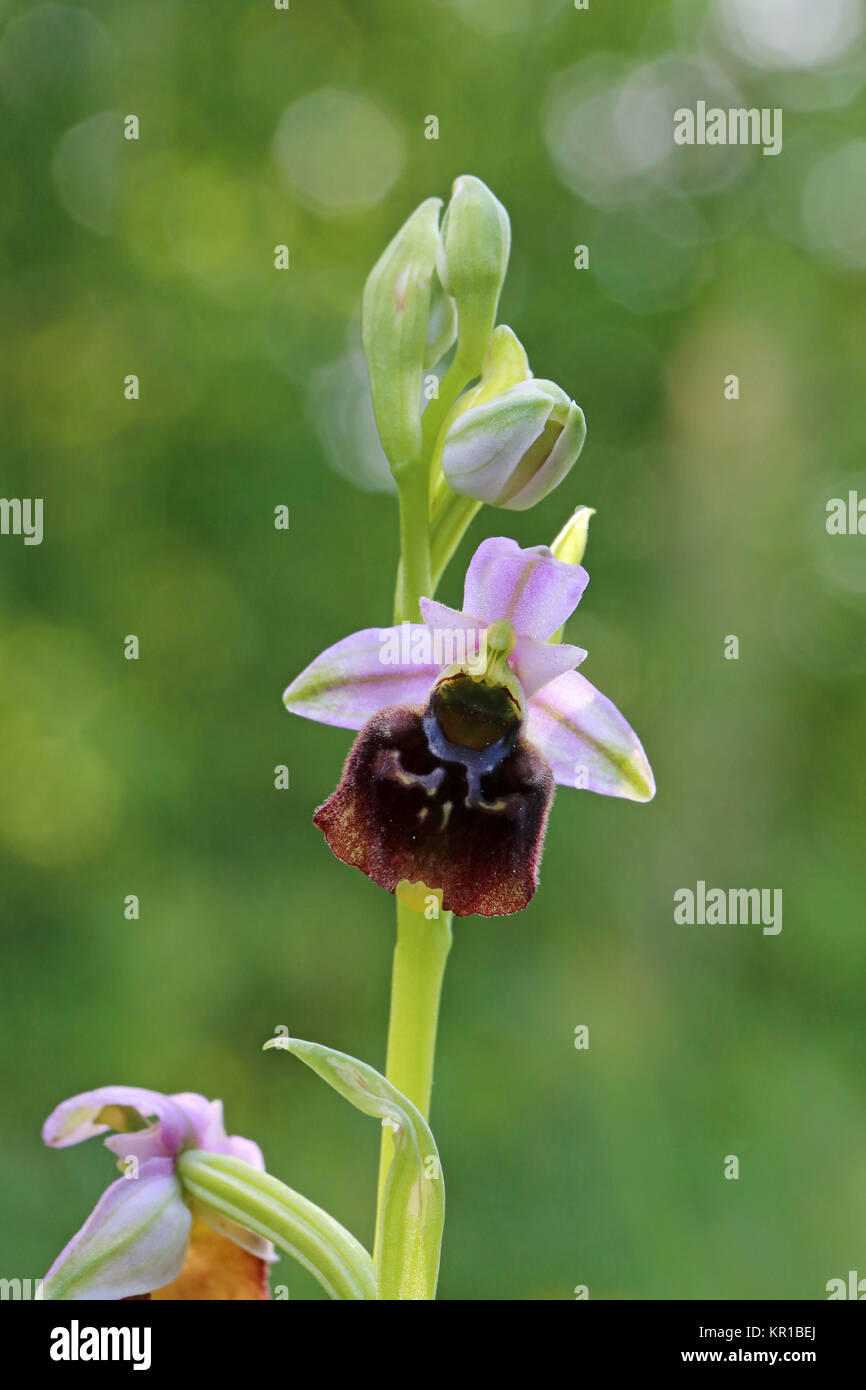 Makroaufnahme bumblebee ophrys Holoserica Stockfoto