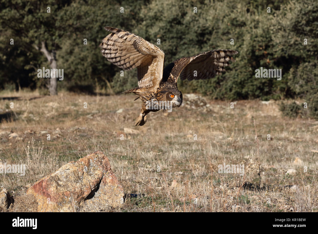 Uhu zwischen den Felsen Stockfoto