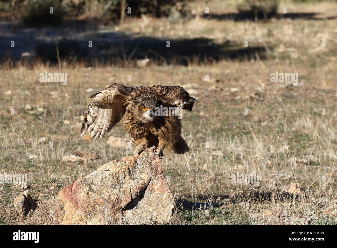 Uhu zwischen den Felsen Stockfoto