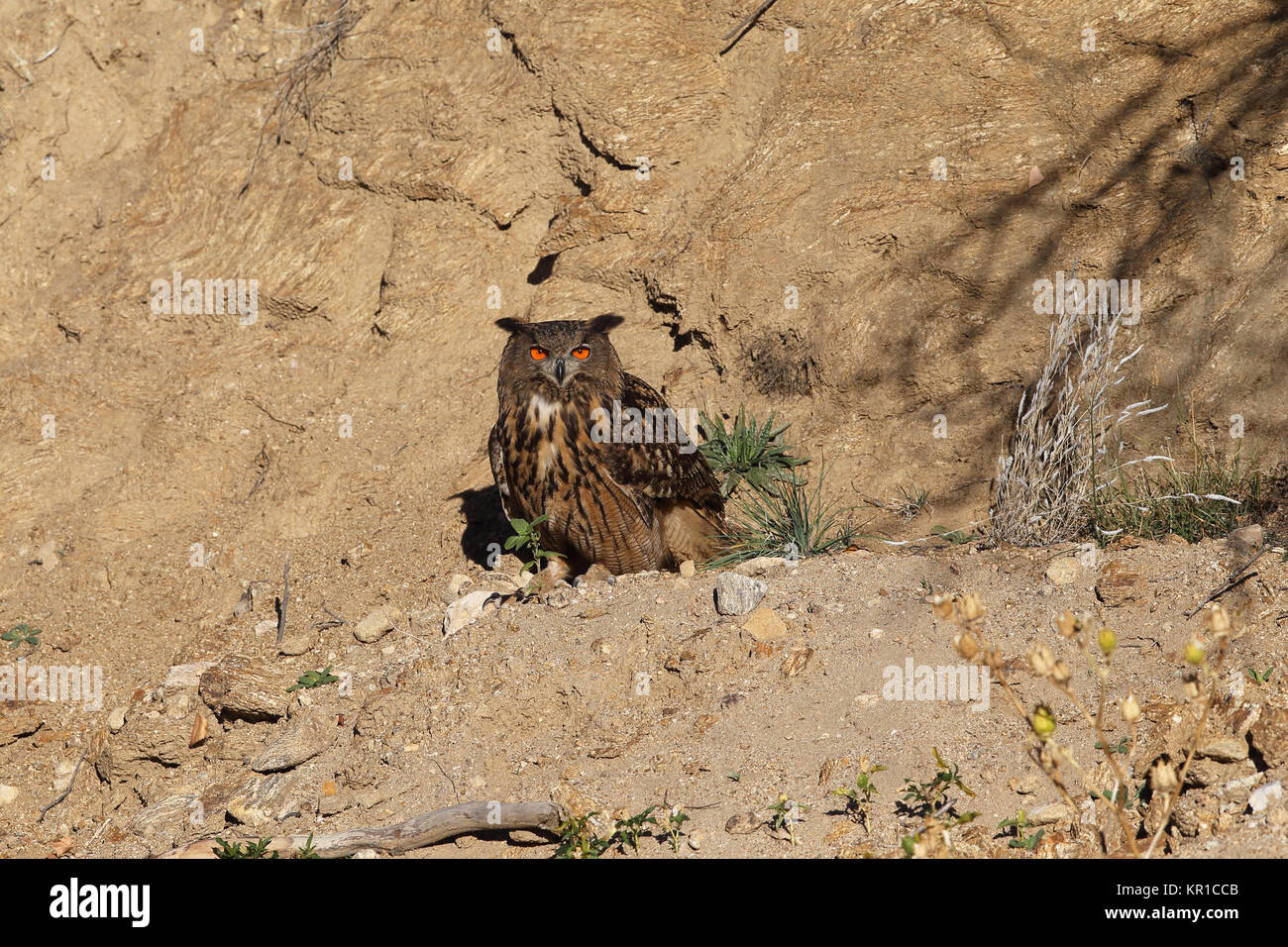 Uhu zwischen den Felsen Stockfoto