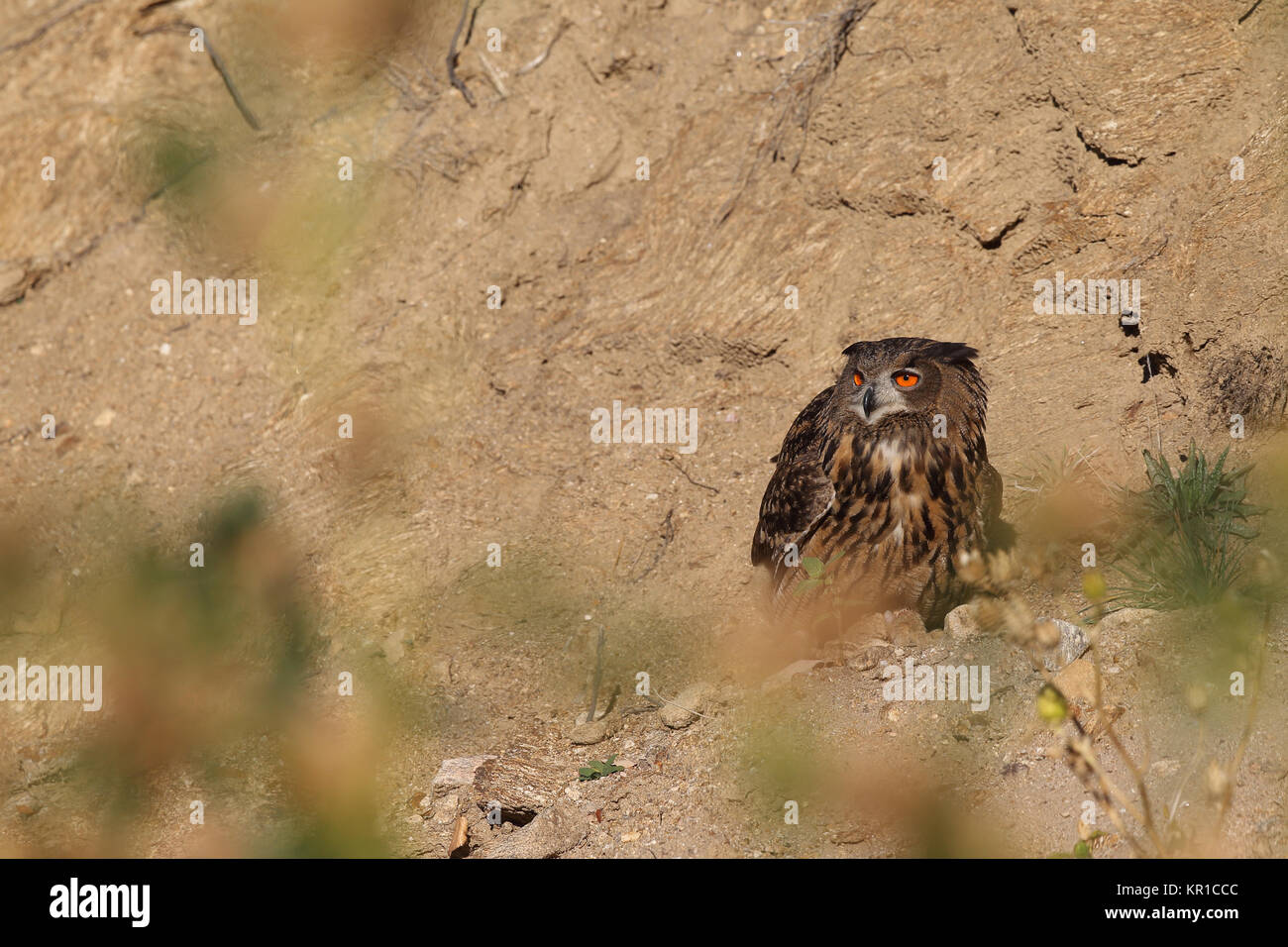 Uhu zwischen den Felsen Stockfoto