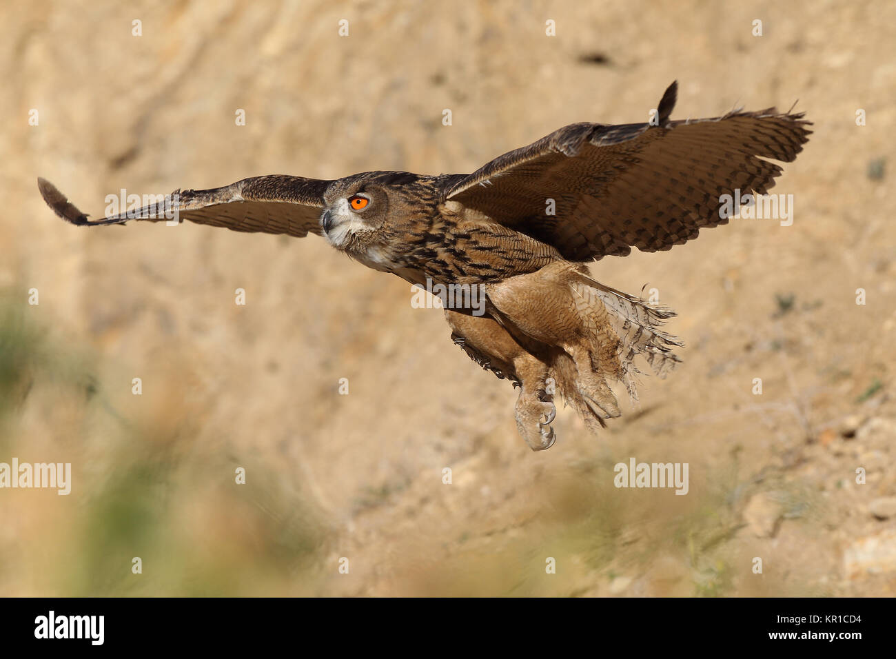 Uhu zwischen den Felsen Stockfoto