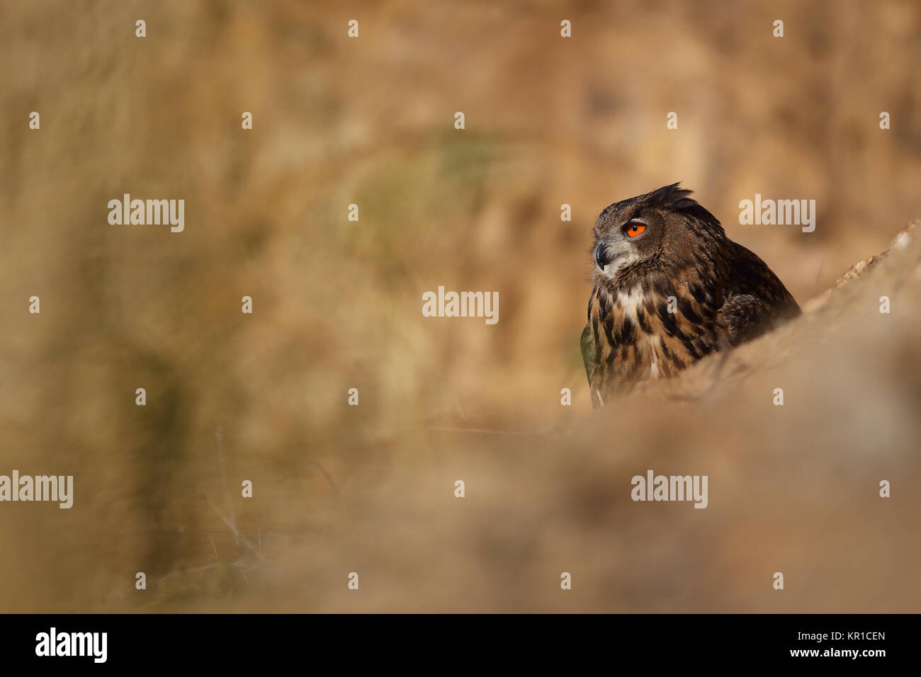 Uhu zwischen den Felsen Stockfoto