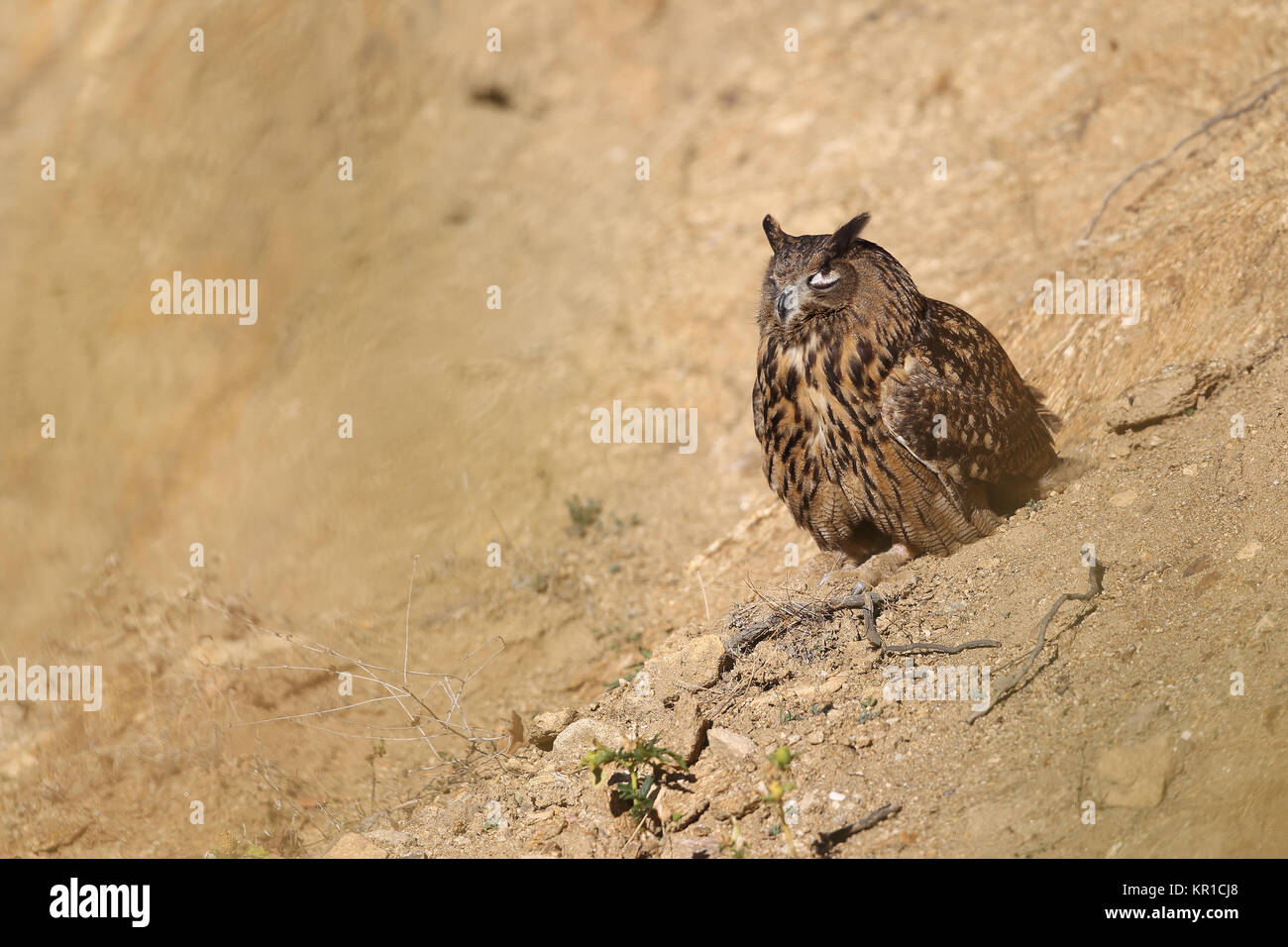 Uhu zwischen den Felsen Stockfoto