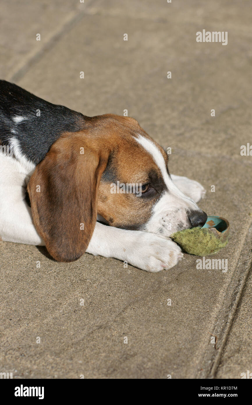 Beagle Welpen Stockfoto