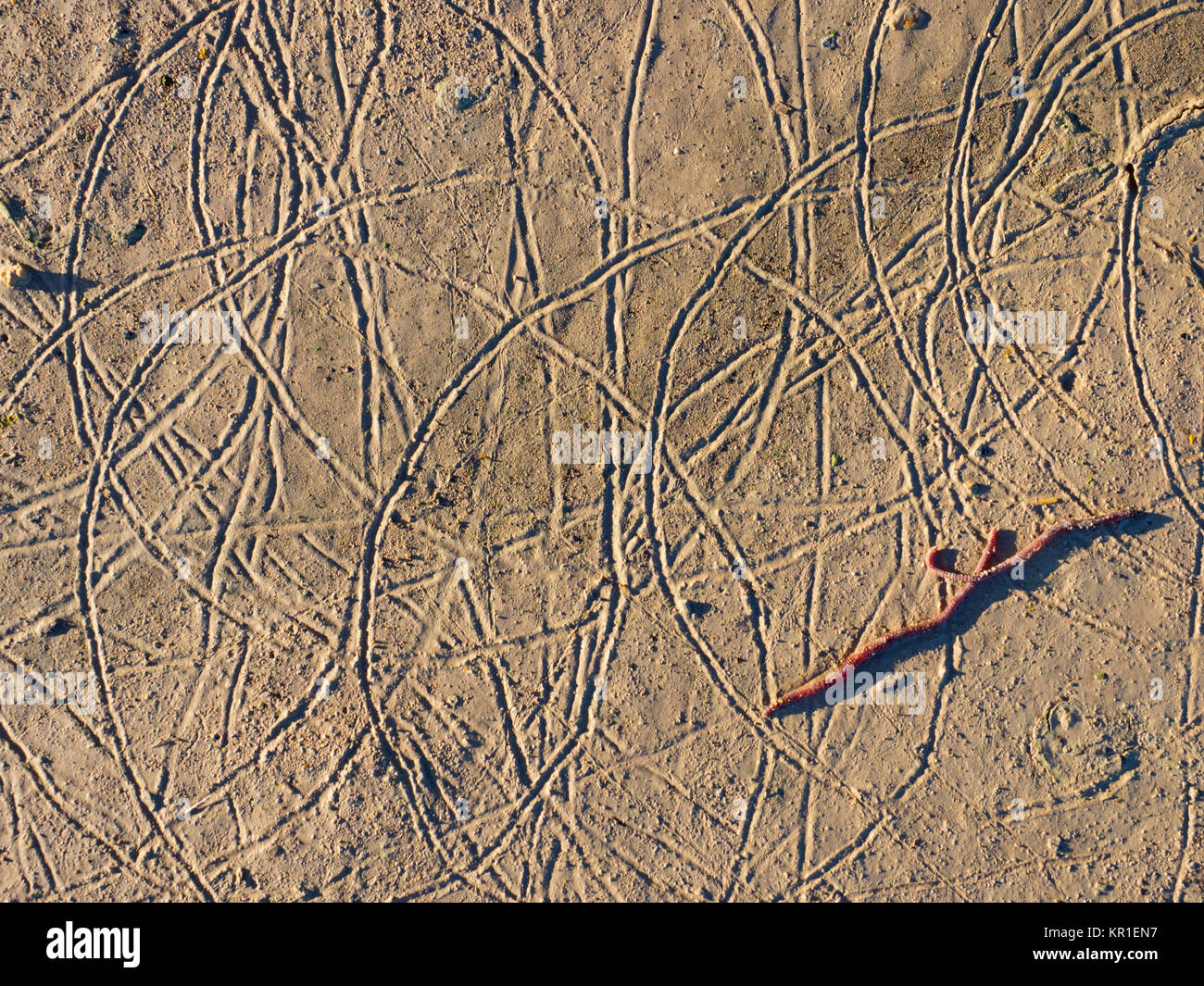 Gemeinsame regenwurm Lumbricus terrestris Trails im weichen Schlamm auf Zuckerrüben Pad in Norfolk Ackerland Stockfoto