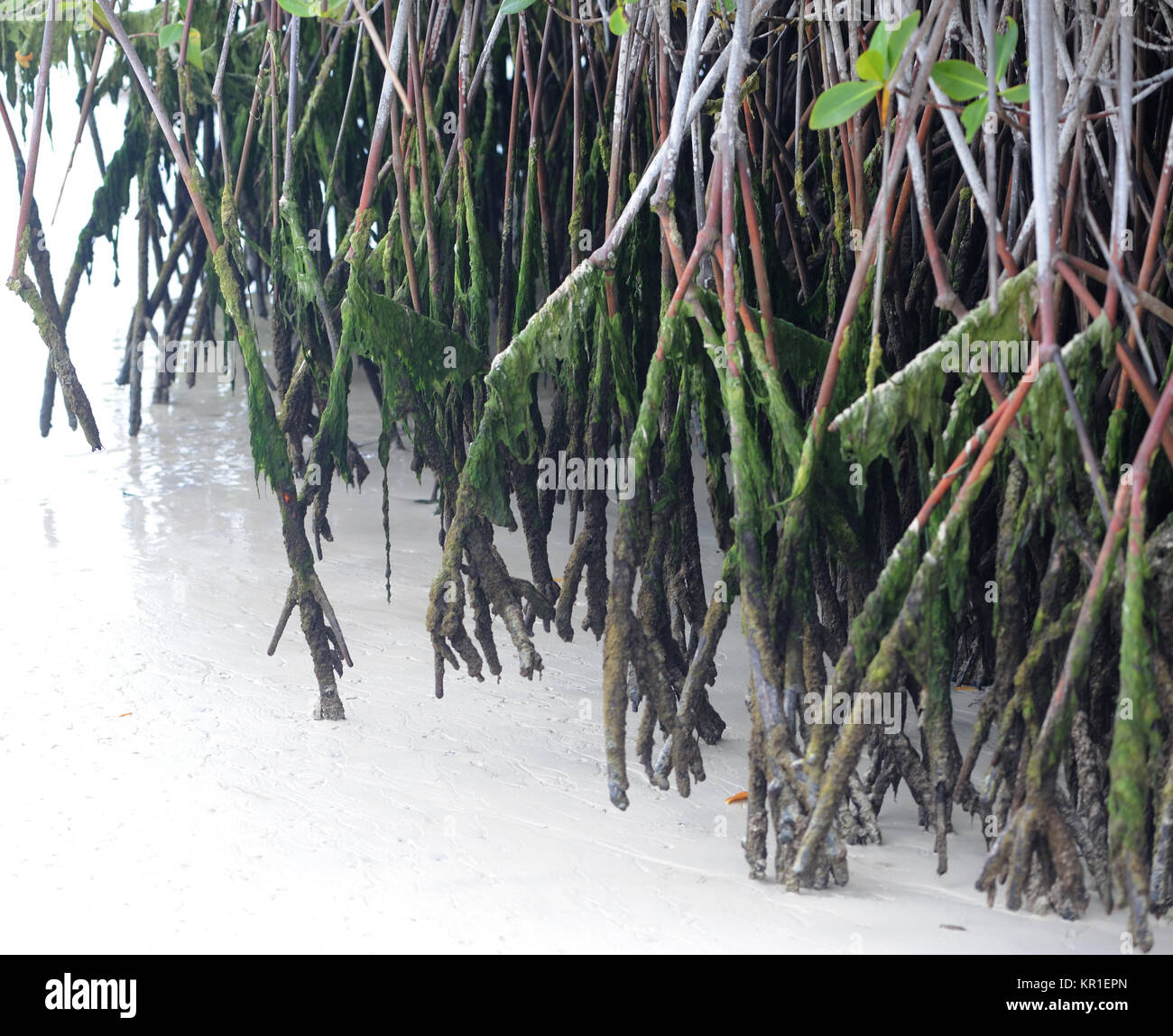 Wurzeln der rote Mangrove (Rhizophora mangle) tauchen Sie ein in weißen Sand. Tortuga Bay. Puerto Ayora, Santa Cruz, Galapagos, Ecuador. Stockfoto