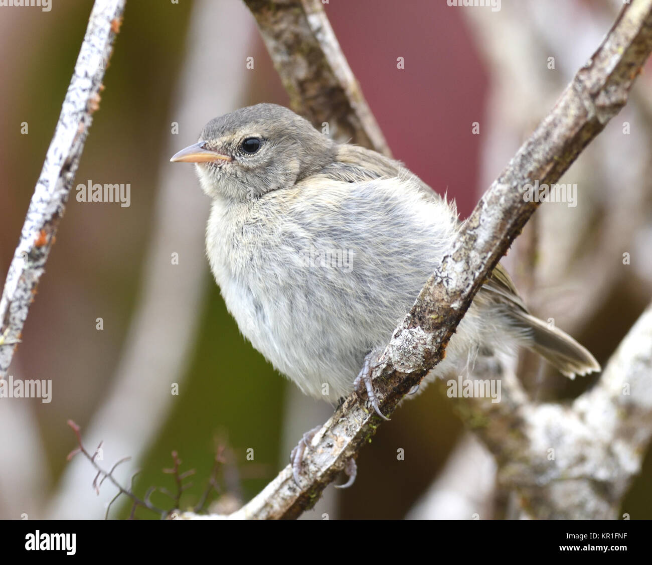 Ein graues Warbler - Finch (Certhidea fusca Luteola) in einem Miconia (Miconia robinsoniana) Strauch dieser Arten endemisch auf Galapagos ist und die Unterart zu Sa Stockfoto