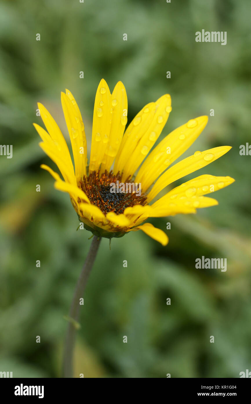 Arctotis acaulis Stockfoto