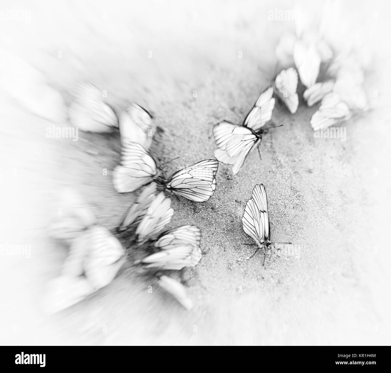Quadratische weiße Schmetterlinge Vignette Bewegung Abstraktion Hintergrund Stockfoto
