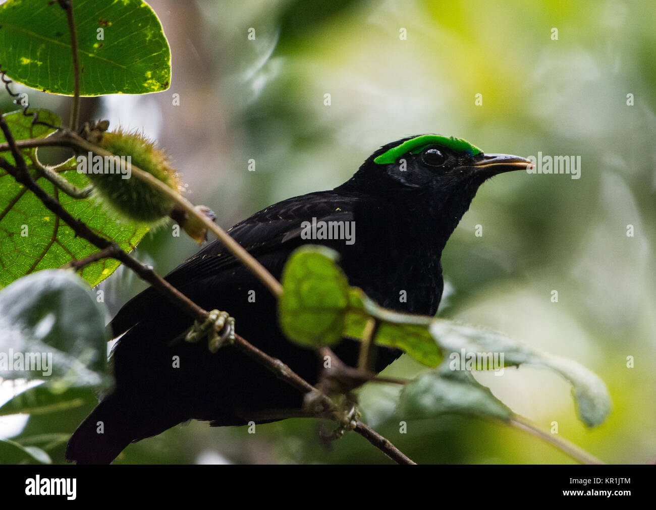 Ein männlicher samt Philepitta Asity (castanea) hat schwarze Feder und einem hellen Grün wattle über seine Augen. Ranomafana Nationalpark. Madagaskar, Afrika. Stockfoto