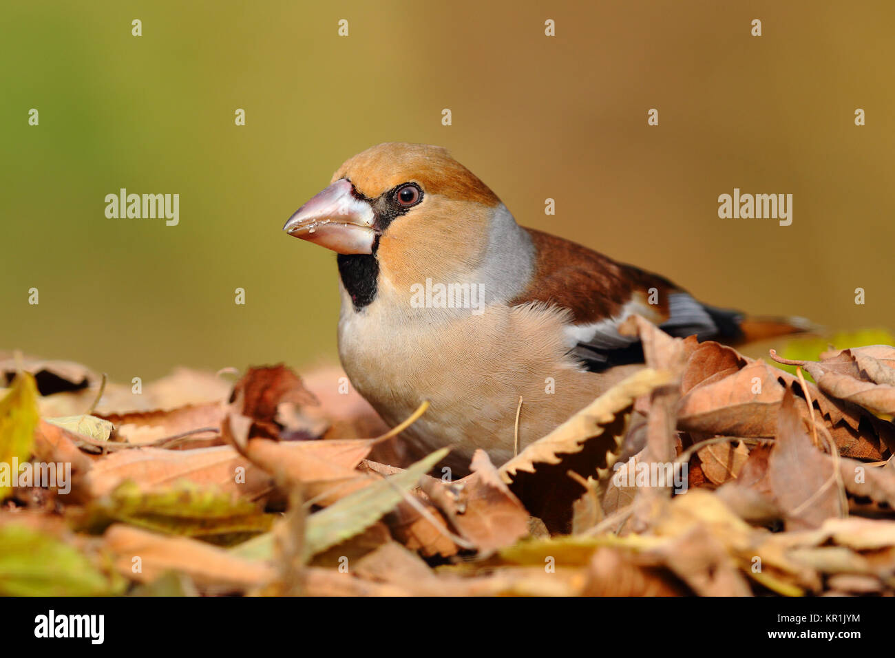 Porträt einer hawfinch über Blätter auf dem Boden mit einem unscharfen Hintergrund Stockfoto