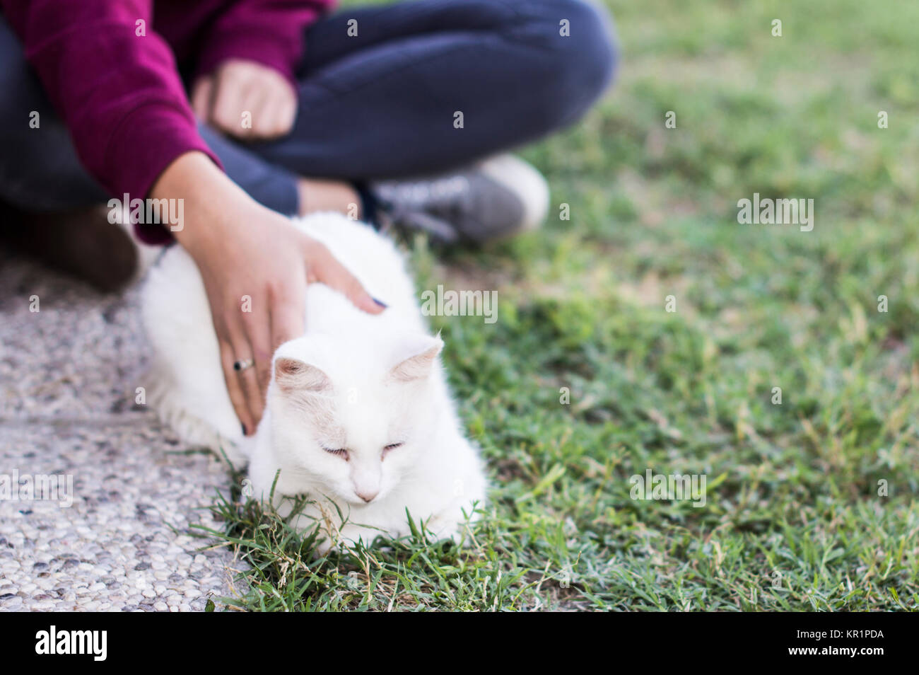 Junge Hand spielt mit der Katze. Zärtlichkeit und Liebe für Haustiere Stockfoto