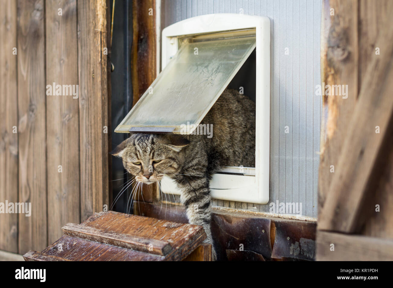 Lustige Szene einer Katze entkommt eine Katzenklappe und geht Außen Stockfoto