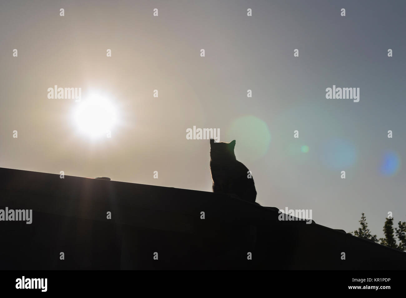 Schwarze Schatten einer Katze auf dem Dach bei Sonnenuntergang, verblichene Bild Stockfoto