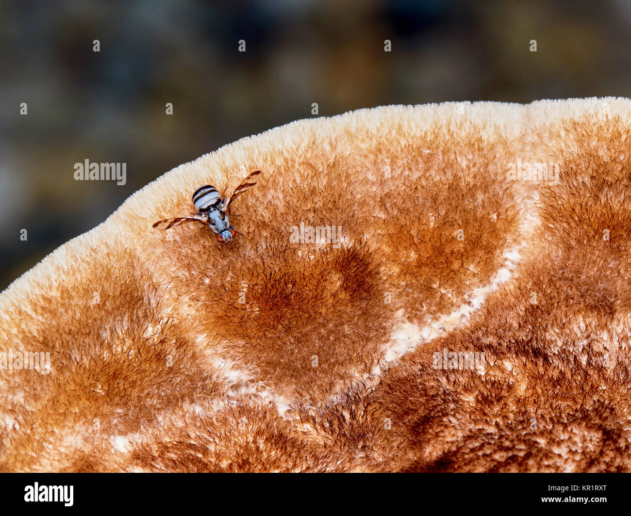 Hoverfly auf einem großen Pilz Fliegen Stockfoto