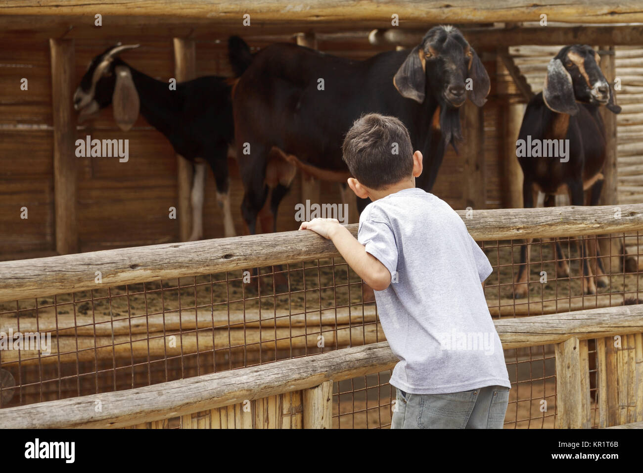 Kleine Jungen an der Ziegen über den Zaun auf der Suche Stockfoto