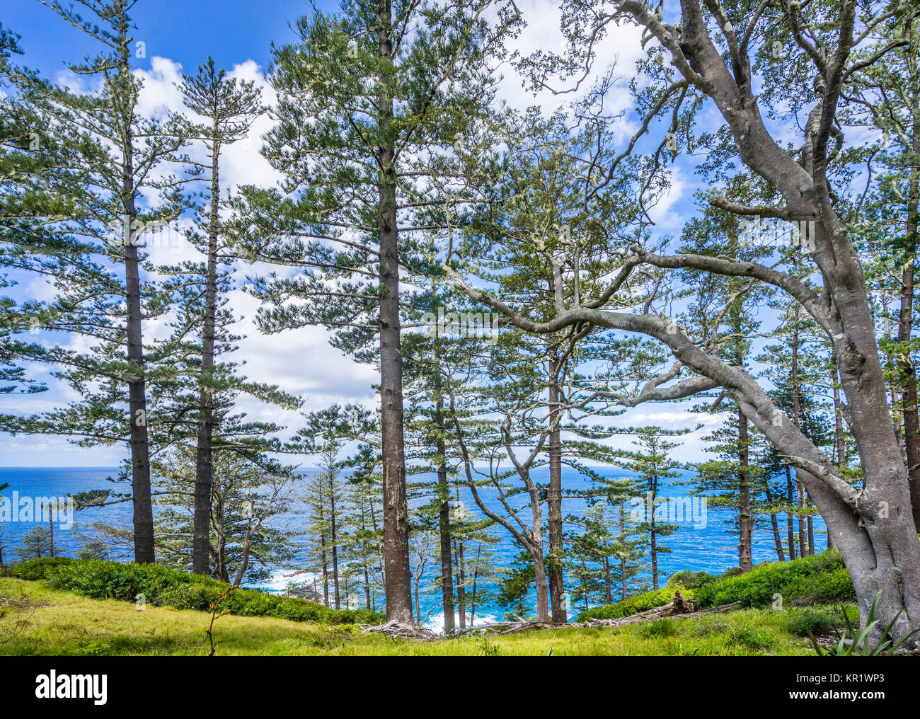 Norfolk Island, Australische externe Gebiet, Küsten Norfolk Pine Forest in zwei Schornsteine finden Stockfoto