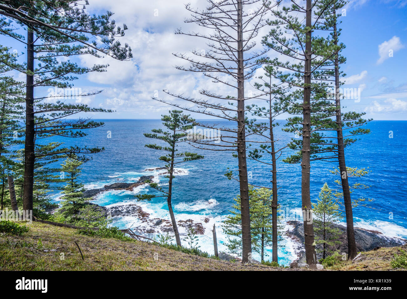 Norfolk Island, Australische externe Gebiet, Küsten Norfolk Pine Forest in zwei Schornsteine finden Stockfoto