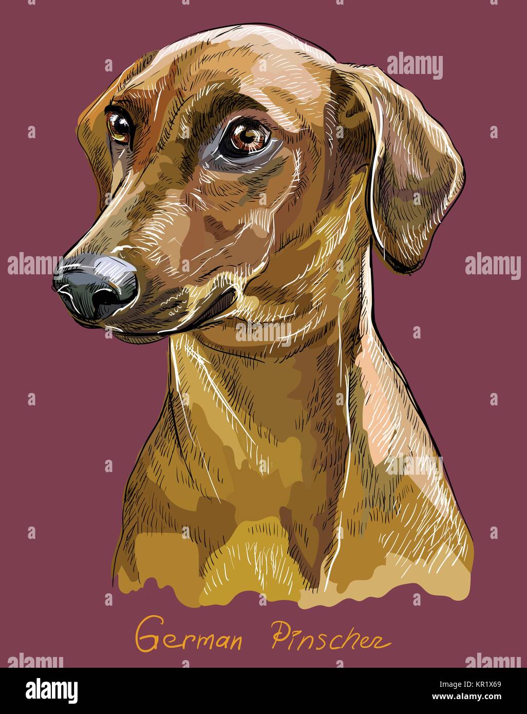 Deutsche Pinscher Vektor hand Zeichnung Illustration in verschiedenen Farben auf rosa Hintergrund Stock Vektor